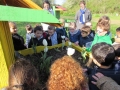 nos tulipes