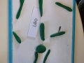pateamodeler013