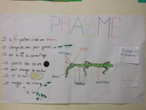 phasme008