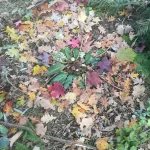 image (11)